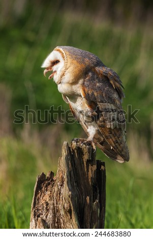 Barn owl with open beak. A beautiful barn owl opens her beak as she stands on a tree stump.