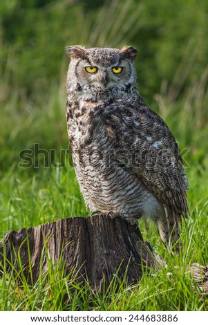 Great Horned Owl standing on a tree trunk. A magnificent great horned owl is seen standing on a tree stump.