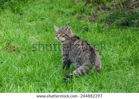 Staling Scottish wildcat looking around. A Scottish wildcat stops in the middle of stalking to take a look around.