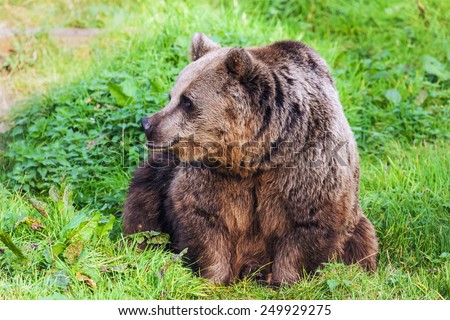 Brown bear peering around. A magnificent brown bear takes in the surroundings as she sits in a grassy area.