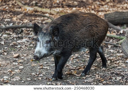 Wild boar strolling. A young wild boar is seen strolling past the camera.
