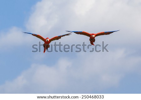 Scarlet macaws flying head-on. Two beautiful scarlet macaws fly straight at the camera.