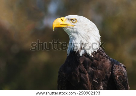 Bald eagle by the woods. A head and shoulders study of a magnificent bald eagle in front of woodland.