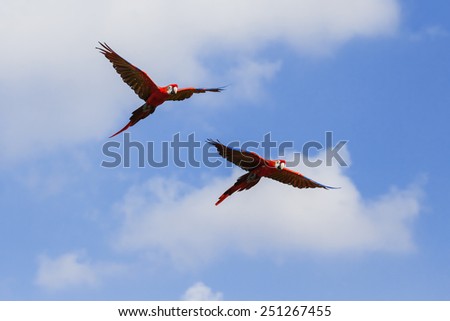 Scarlet macaws in flight. A pair of beautiful scarlet macaws glide across a blue sky.