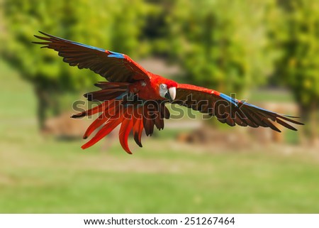 Scarlet macaw coming in to land. A beautiful scarlet macaw zooms in on its chosen perch.