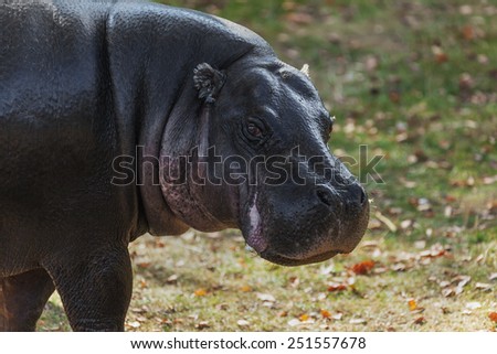 Pygmy hippo head and shoulders. A close up head and shoulders view of a bulky pygmy hippo.
