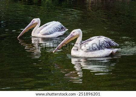 Pelican mirror image. Two lovely pelicans take a similar pose as they cruise along with their reflections.