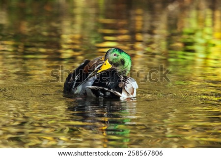 Mallard floating on a river of golden reflections. A colourful mallard drake floats along a river covered with gorgeous autumnal reflections