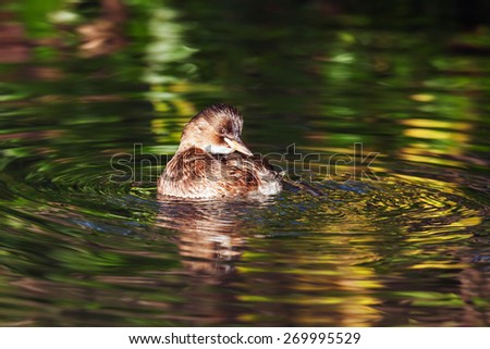 Dabchick in a golden whirl. A cheeky little dabchick sits in the middle of a swirl of gorgeous reflections.