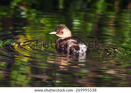 Dabchick in a swirl of water. A cheeky little dabchick is seen in a swirl of water amongst lovely reflections.