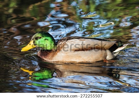 Mallard and reflection passing by. A gorgeous mallard drake is reflected in the water as he swims past the camera.