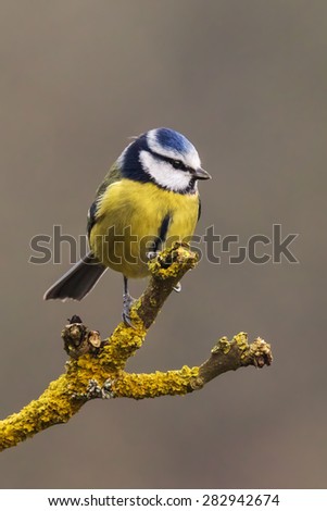 Blue tit standing proud. A lovely little blue tit stands proudly on the end of a lichen covered branch.