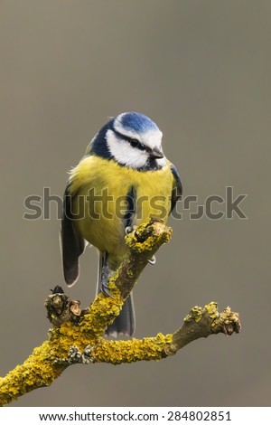Blue tit in an aggressive pose. A lovely blue tit standing on the end of a lichen covered branch takes an aggressive pose as if to repel any intruders.