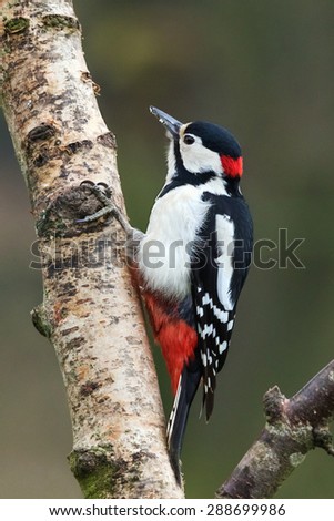 Greater spotted woodpecker peering around. A colourful greater spotted woodpecker peers around whilst hanging on the side of a silver birch tree.