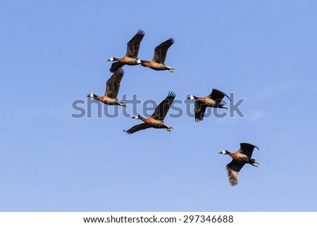 Six white faced whistling ducks in flight. A flock of six white faced whistling ducks are seen flying across a blue sky.