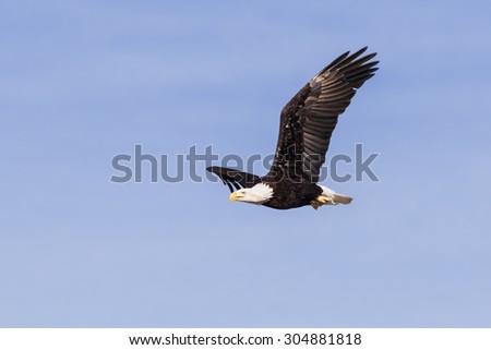 Bald eagle cutting through the sky. A majestic bald eagle holds its wings aloft as it cuts through a blue sky.