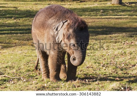 Baby elephant curling its trunk. A cute little baby elephant curls its trunk up towards its mouth.