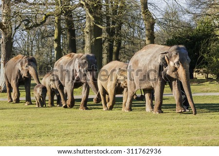 Elephants walking together in line. A lovely shot of a group of elephants as they walk along in line \