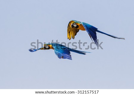 Blue and Yellow Macaws in flight. A pair of colourful blue and yellow macaws fly together in the Spring sunshine.