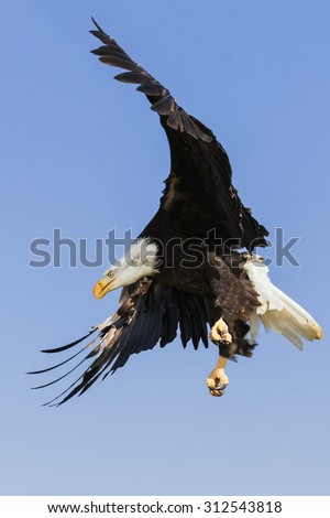Bald Eagle coming in. A magnificent bald eagle strike an impressive pose as it descends through the air.