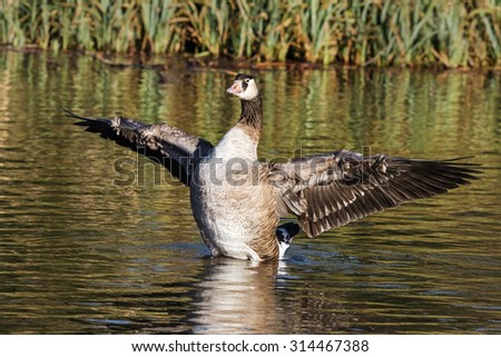 Canada Goose with wings outstretched. A Canada goose spreads its wings as it stands up in the water during its bathing routine.