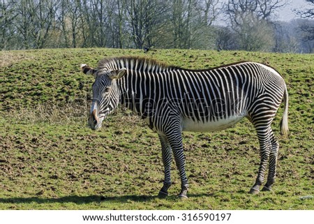 Grevy\'s Zebra in grassland. A handsome Grevy\'s Zebra is seen standing in a grassed area.