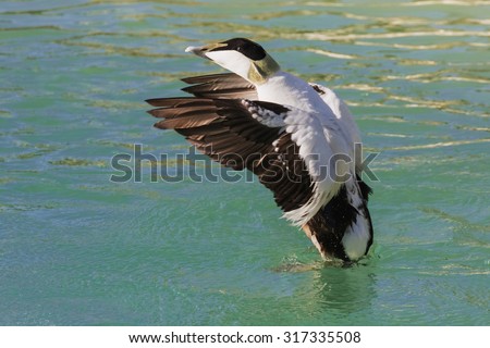 Eider ready for take off. A lovely drake Eider duck flaps his wings as he prepares to leave the water.