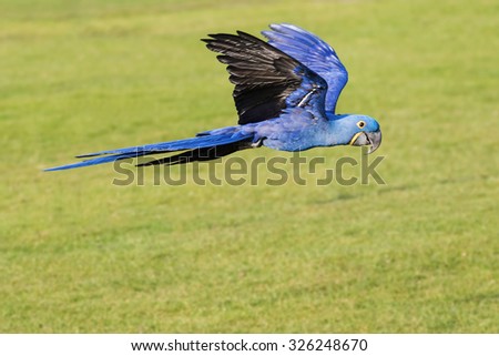 Hyacinth Macaw with wings held high. A lovely hyacinth macaw holds its wings above its body as it flies along.