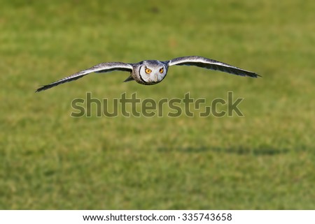 White-faced owl approaching. A cheeky little white-faced owl flies straight at the camera.