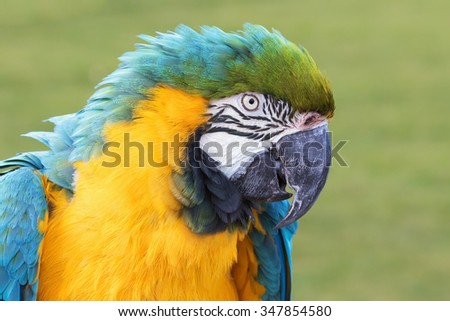 Blue and Yellow Macaw in profile. A head and shoulders close-up view of a beautiful blue and yellow macaw.