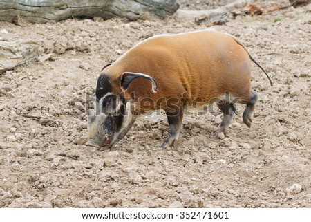 Red River Hog boar searching for food. An impressive red river hog boar disturbs the soil with his nose whilst searching out food.