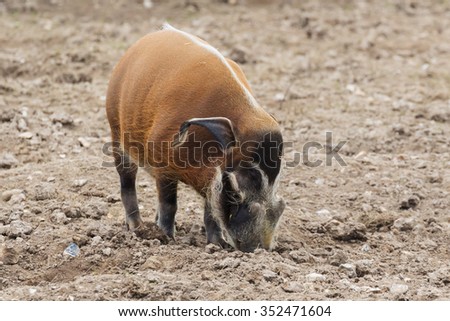 Red River Hog boar exploring the ground. A colourful red river hog boar probes the ground whilst searching for food.
