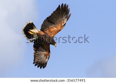 Harris Hawk overhead. A magnificent Harris hawk shows the colours in its plumage to good effect as it soars in a blue sky.