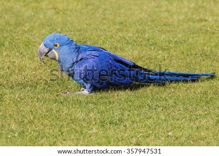 Hyacinth Macaw on the grass. A beautiful hyacinth macaw enjoys the sun as it stands in a grassy area.