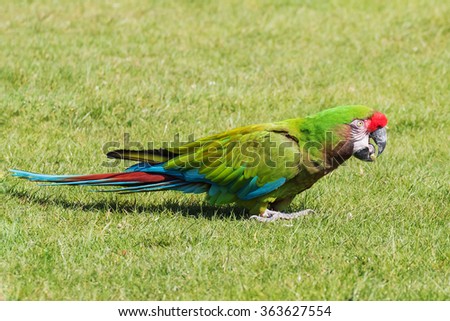 Military Macaw with open beak. A lovely military macaw stands with open beak during a hunt for food on the ground.