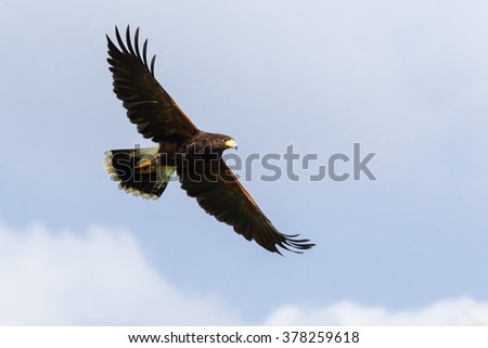 Harris Hawk soaring in a blue sky. A magnificent Harris hawk spreads its wings as it soars across a blue sky.