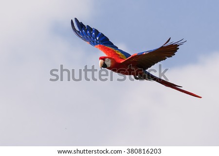 Scarlet Macaw passing by. A lovely scarlet macaw shows off its colours to good effect as it flies past the camera.