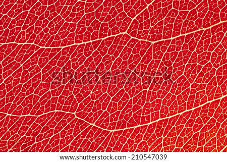 High magnification macro photograph of leaf vein patterns on a red colored, Bradford Pear leaf in autumn.