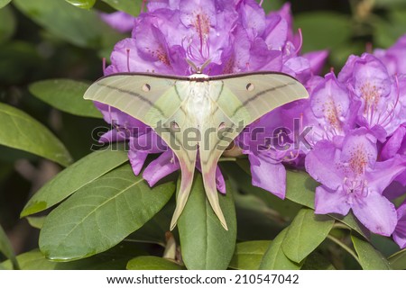 Indian moon moth (Actias selene)  on rhododendron flowers