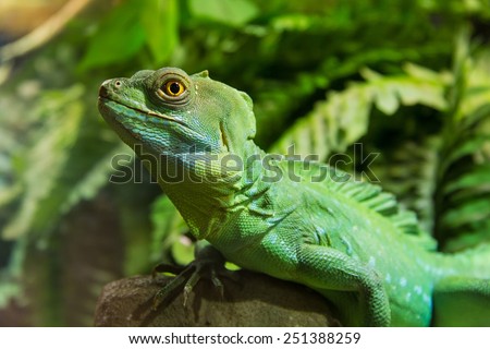Zoo Green Iguana Reptile Portrait Close Up