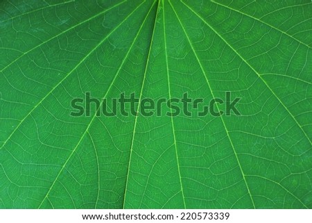 Green leaf wallpaper