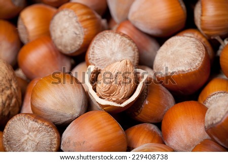 one dried cracked hazelnut inside nutshell
