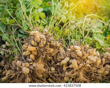 fresh peanuts plants with roots.