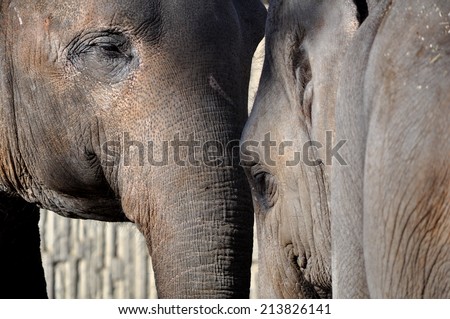 Two female Indian elephants head-to-head