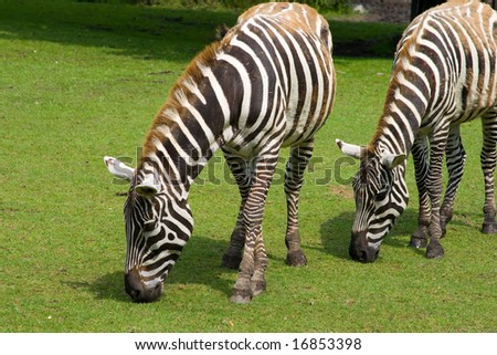 grazing zebras, striped ponies, safari in zoo, animals in the zoo