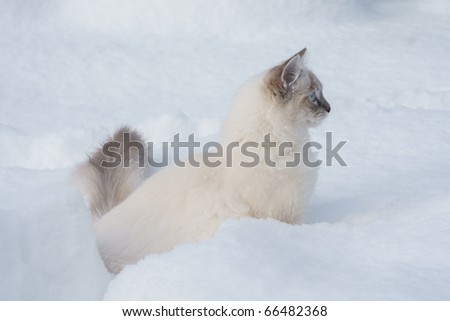 Kitten In Snow