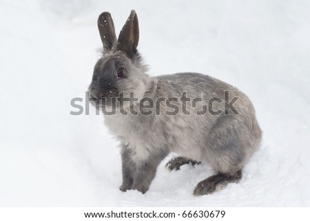 winter bunny rabbit in the snow