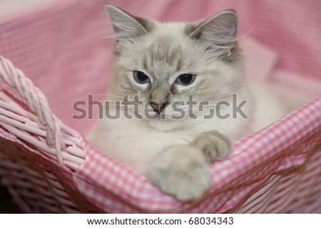 Kitten in a pink basket