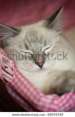 Kitten in a pink basket