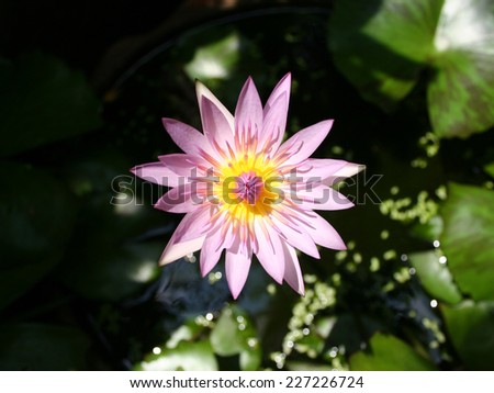 top view of pink lotus